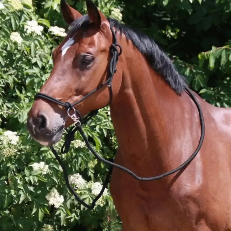 Top Vente Licol Waldhausen thologie cheval avec rnes - Poney - Noir