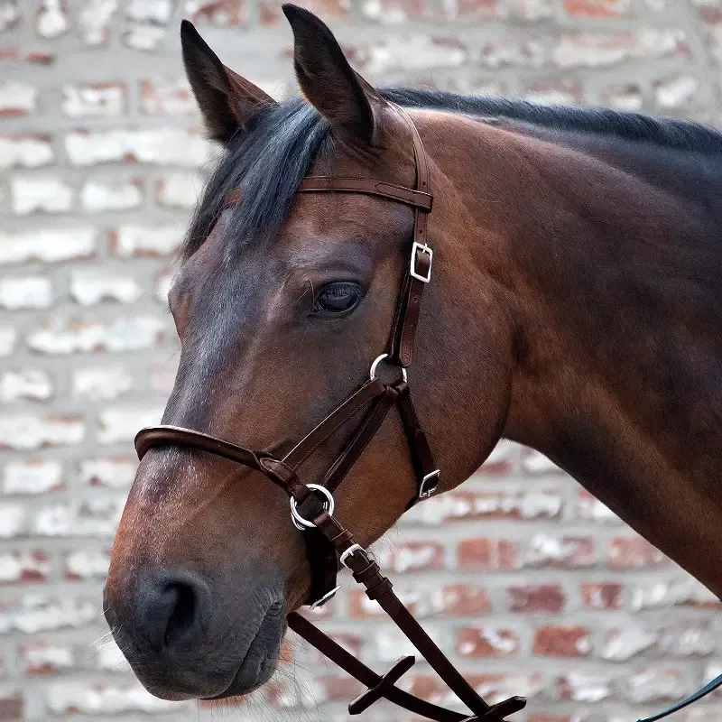 Bridon sans mors cuir Linda Tellington - Cheval - Noir Satisfait Ou Rembours