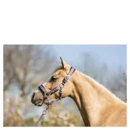 Rduction LICOL+LONGE BR MINI HORSE - Cadet - SHETLAND