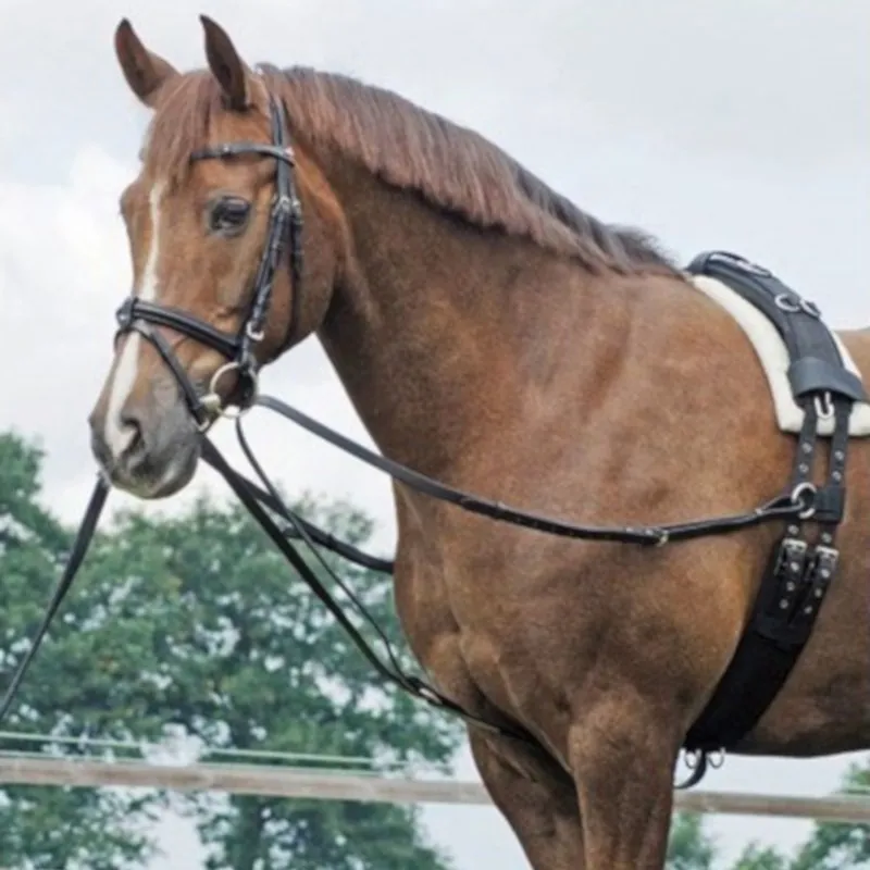 Prix Choc Rnes cheval Vienne relies Y - Cheval - Noir