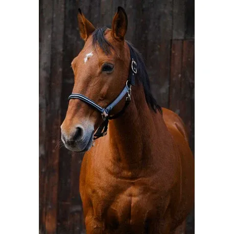 Cabestro de Nylon – Domino – Equitheme Expdition Rapide