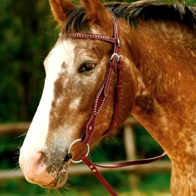 Prix Promo Bridon cheval Kansas western - Quarter - Havane-30