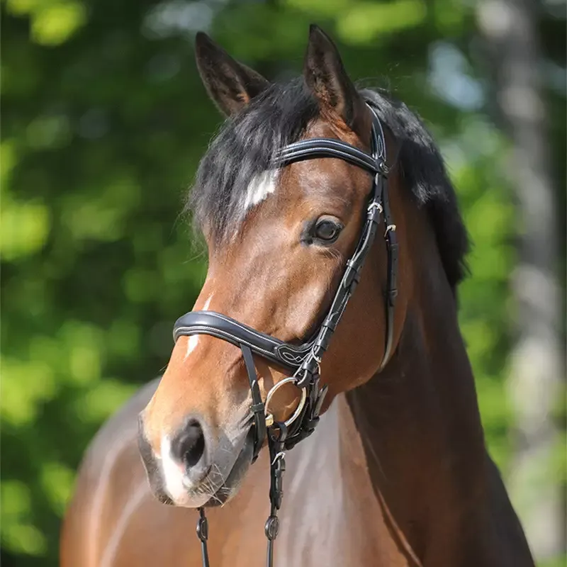 Bridon cheval Kavalkade Ivy Plus ttire anatomique avec noseband – Cob/pur-sang – Noir Populaire