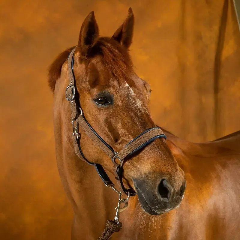 Solde Licol cheval Dy&rsquo;on New English Collection nubuck transport et grooming – Cob/pur-sang – Marron