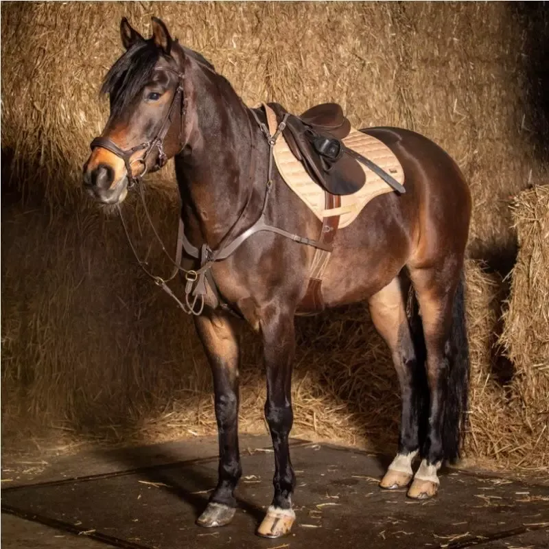 Collier de chasse anatomique cheval Harry's Horse Deluxe 5 points - Cheval - Brun Achetez Aujourdhui