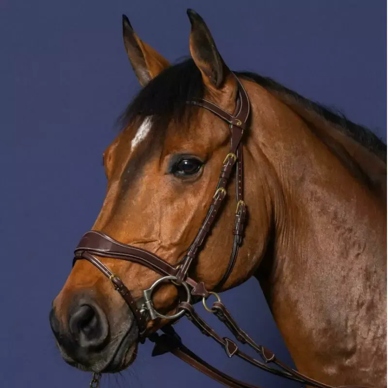 Commander Vite Bridon D Motion Dy'on D Collection cheval - Cob/pur-sang - Noisette