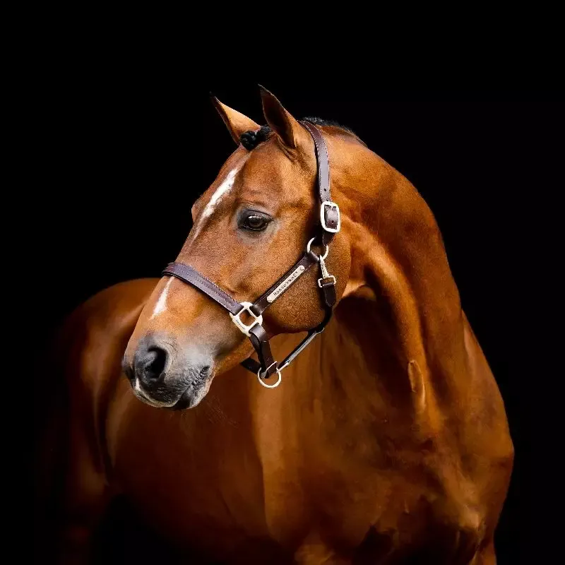 Bon March Licol cheval cuir Signature Horseware - Cob/pur-sang - Noir