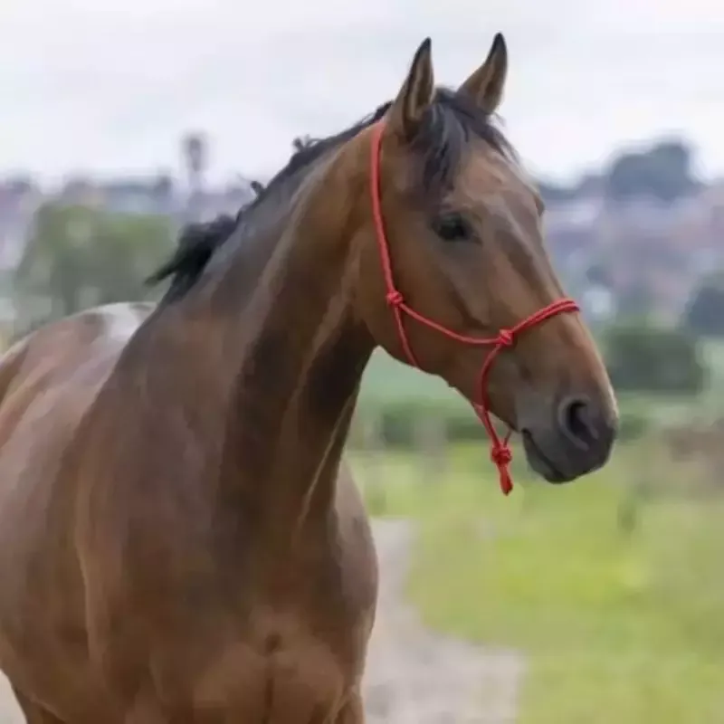 Nouvelle Collection Licol cheval thologique nuds corde fine Riding World - Cheval - Noir