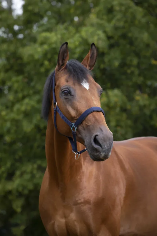 Licol Norton nylon doubl noprne - Cheval de trait - Bleu marine Dernier Modle