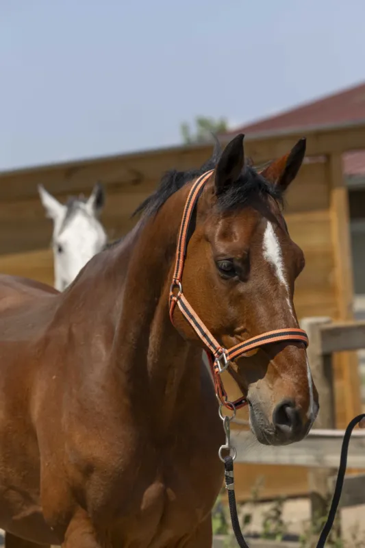 Haute Qualit Licol Norton Satine - Poney - Corail / noir