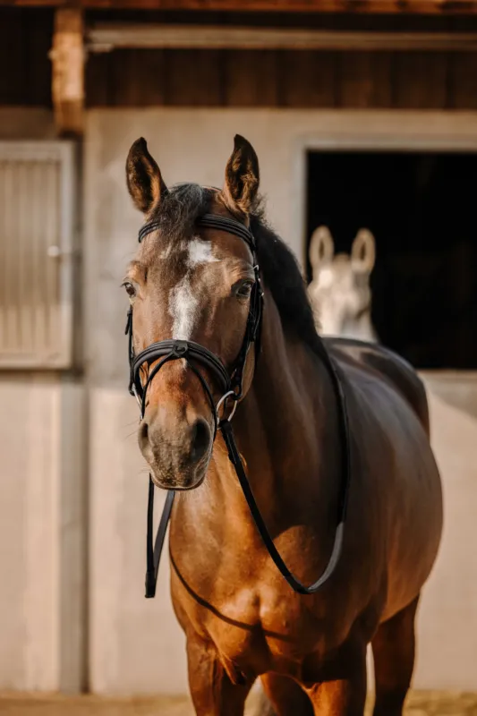 Bridon Eric Thomas Work - Poney - Noir Dernier Modle