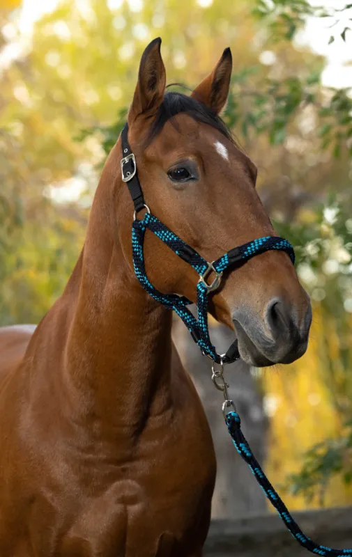 Seulement Aujourdhui Licol + longe Equitheme Tress - Poney - Turquoise / marine / noir