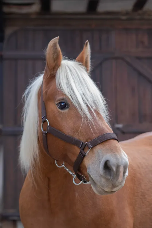 Vente Flash Licol Norton Pro pour cheval de trait – Cheval de trait – Marron