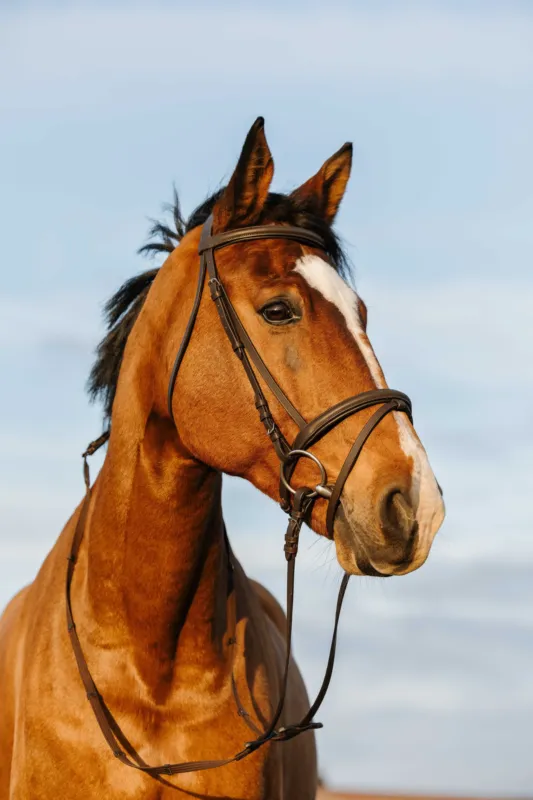 Produit De Marque Bridon Riding World muserolle combine double - Pur-sang - Havane