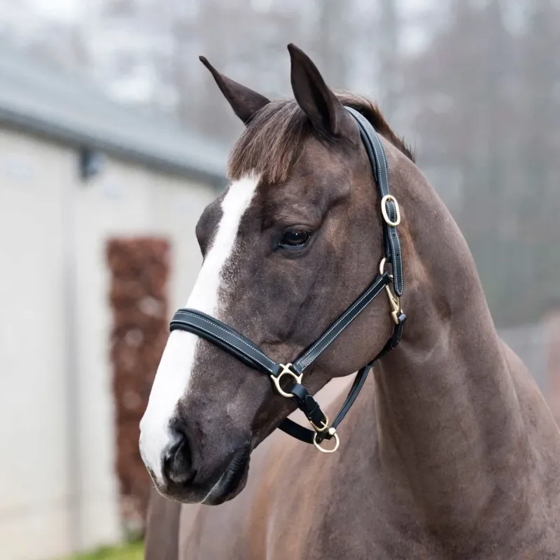 Nouvelle Collection Licol Largo Horze - Grand cheval - Noir