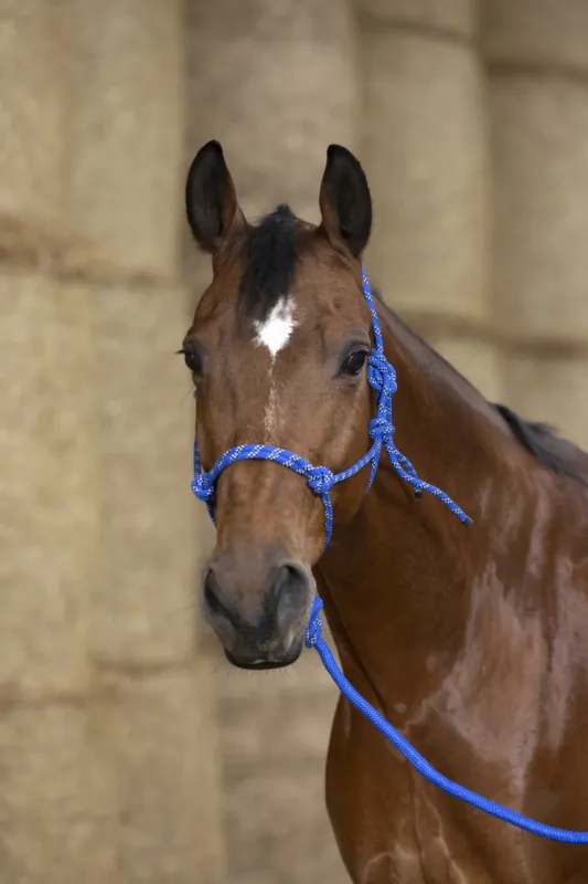 Licol thologique Norton + longe Eco - Cheval - Bleu / blanc / noir Prix Promo