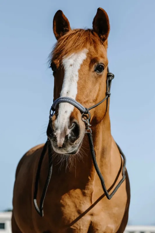 Licol thologiques + rnes Norton Fancy - Cheval - Gris Certifi