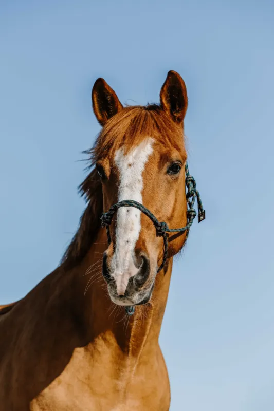Licol thologique Norton Zary - Cheval - Vert fonc Dernire Chance