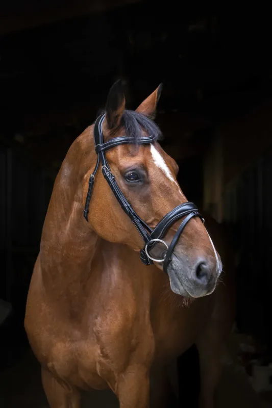 Prix Rduit Bridon Eric Thomas Pro Wave - Cheval - Noir