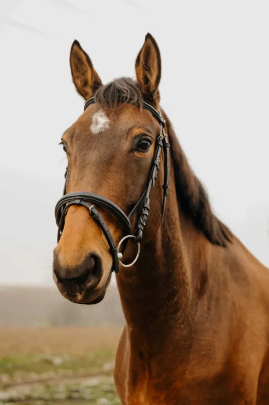 Prix Cass Bridon Norton Club Square - Cheval - Noir