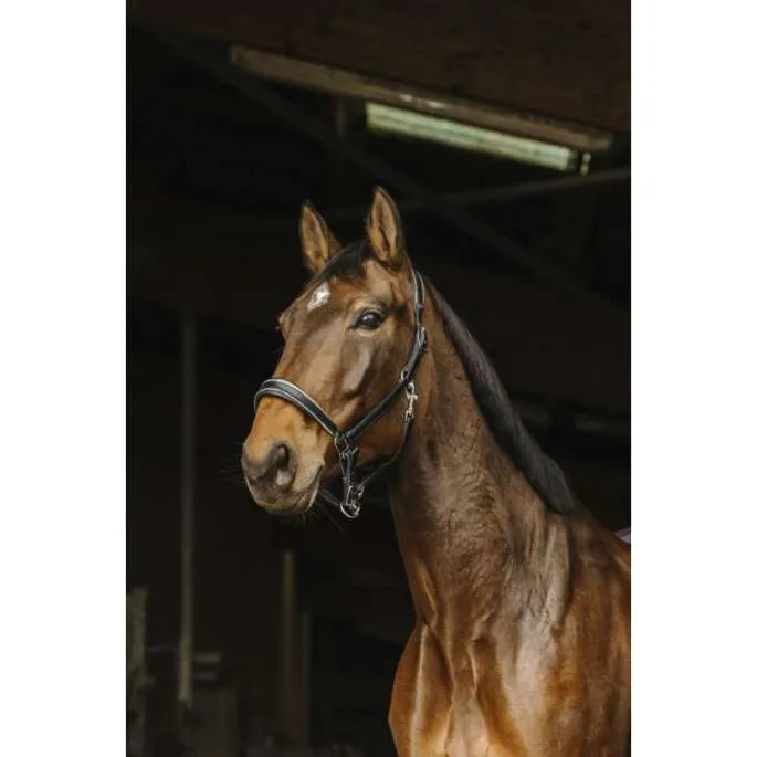 Dernier Modle Licol Cuir Rock - Norton Pro - noir - cheval (full )