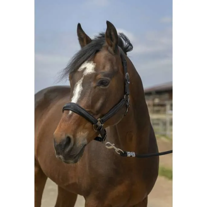 Certifi Licol Strass - Equithme - noir - poney (pony )
