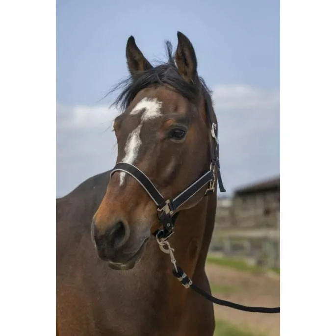 Promotion Licol Light - Equithme - noir - cheval (full )