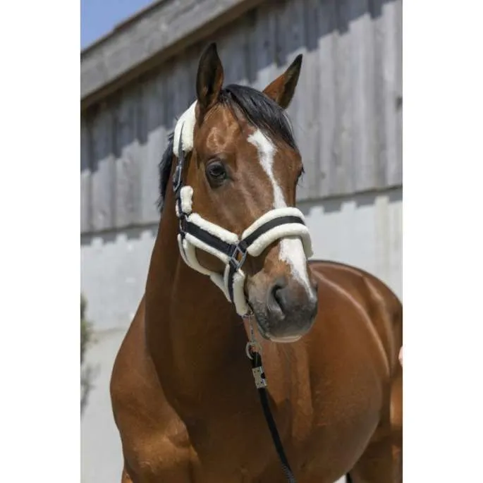 Licol Cosy - Norton - bordeaux - poney (pony ) Authentique