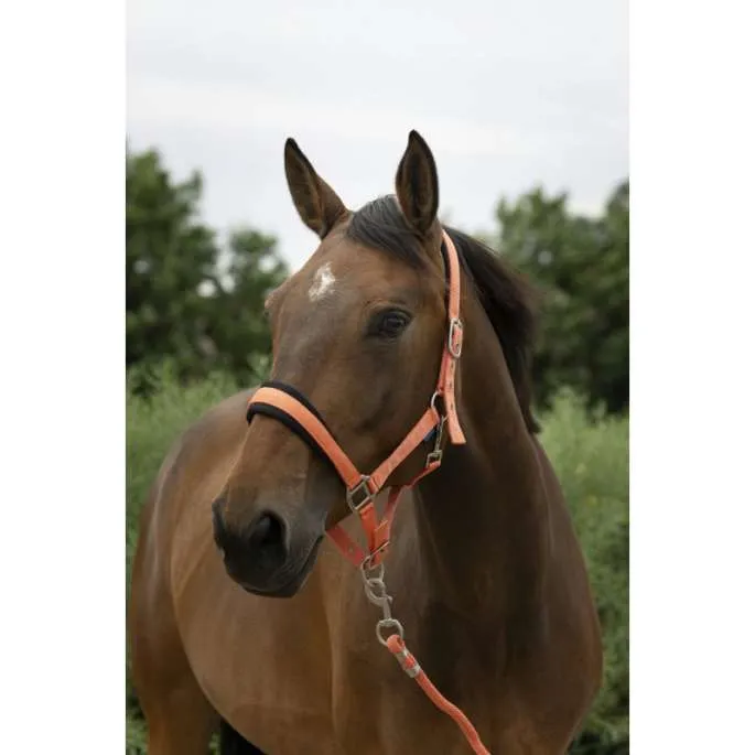 kit Licol + longe Large - Norton - noir - cheval (full ) Marque