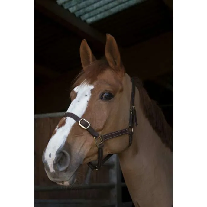 Nouveaut Licol cuir Norton Club - havane - pur-sang (cob )