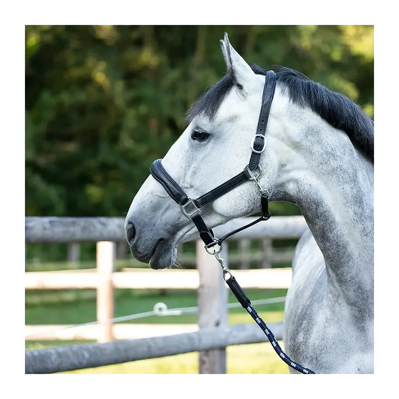 ANTARS - Licol Cuir - Cob - Noir Promotion