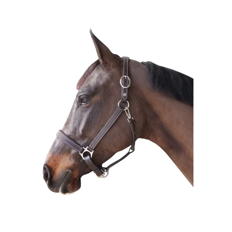 Vente Directe CANTER – Licol cuir doubl – Poney – Noir