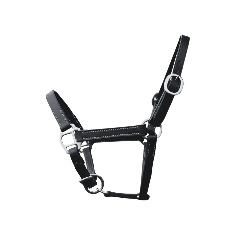 Top Vente CANTER - Licol cuir prsentation Foal - Poulain - Noir