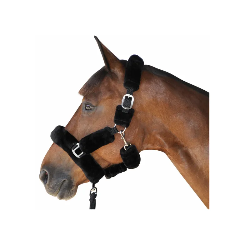 Commander Vite CANTER – Licol de transport – Poney – Noir
