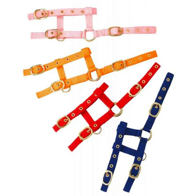 Licol Foal Mini rglable - Norton - rose - poulain (foal ) Produit De Marque