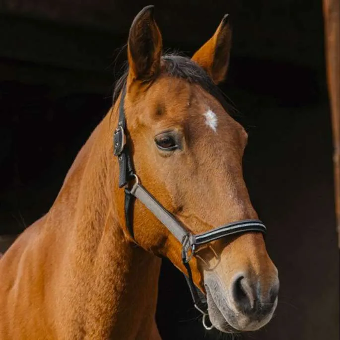 Licol Domino - Equithme - gris - cheval (full ) Seulement Aujourdhui