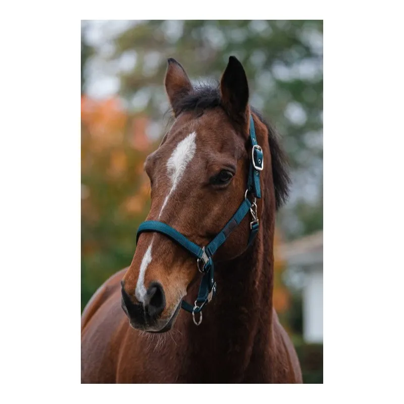 Solde QUITHME - Licol nylon Spring - Cheval - Vert fonc