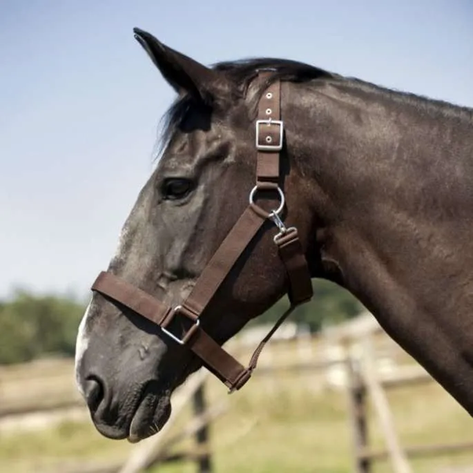 Licol cheval de trait - Norton - noir - cheval de trait Paiement Scuris