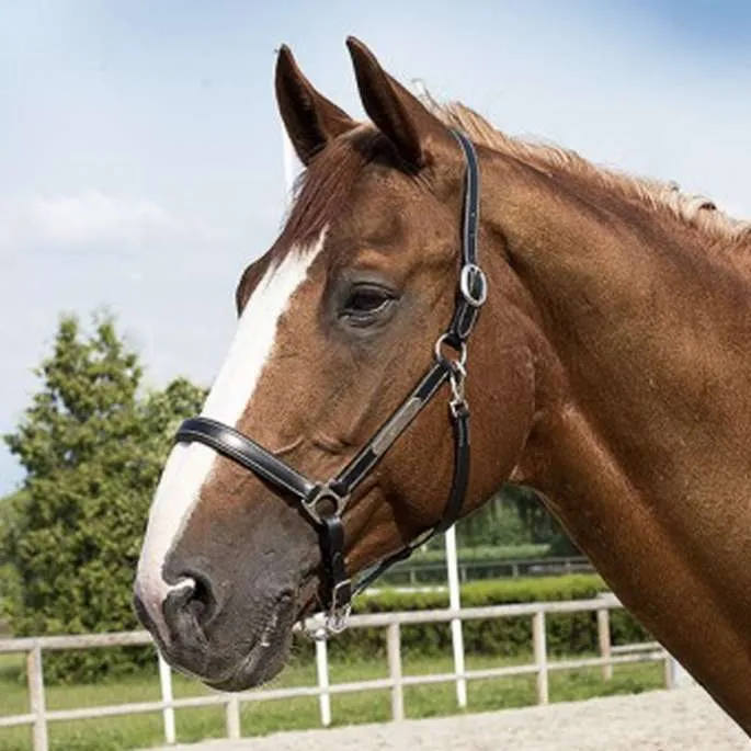Affaire  Saisir Licol cuir Grooming – Eric Thomas Pro – noir – poney (pony )