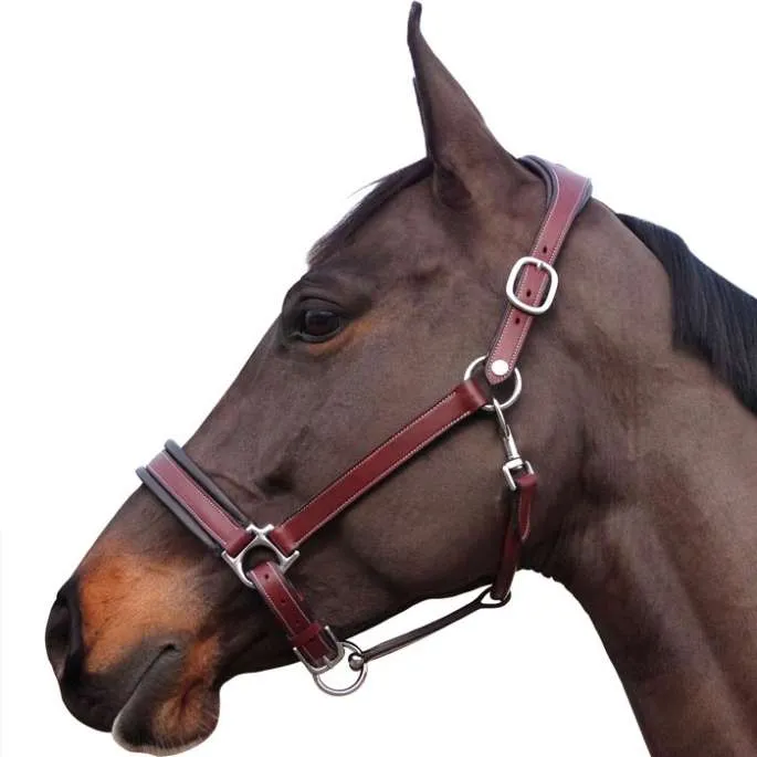 Licol Comfort - Flags&Cup - noir - cheval (full ) Remise