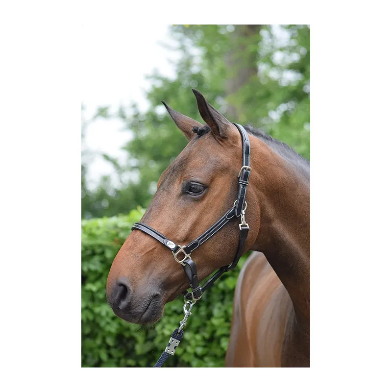 JUMPIN – Licol de pansage – Collection Week – Cob – Noir Expdi Aujourdhui