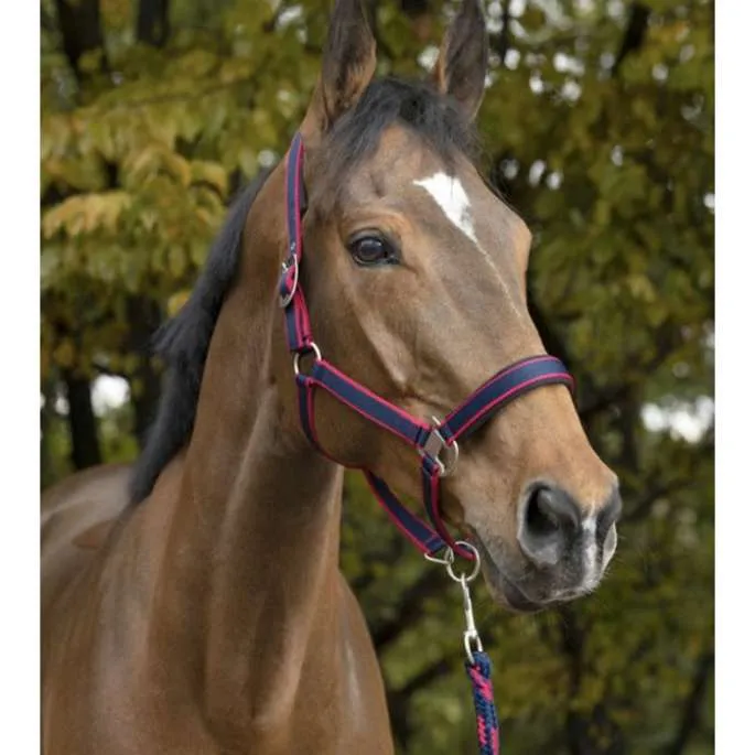 Licol + longe Equithme satin - marine/turquoise - cheval (full ) Prix Promo
