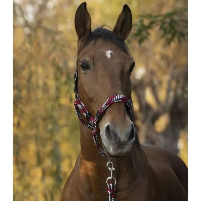 Super Prix Licol + longe tress - Norton - fuchsia/gris - cheval (full )