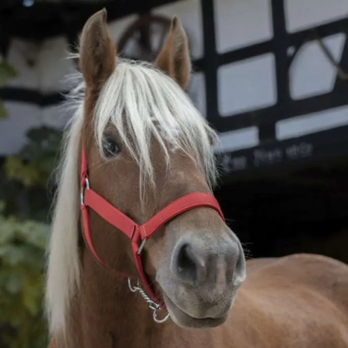 Achetez Aujourdhui Licol cheval de trait – Norton Pro – brun – cheval de trait