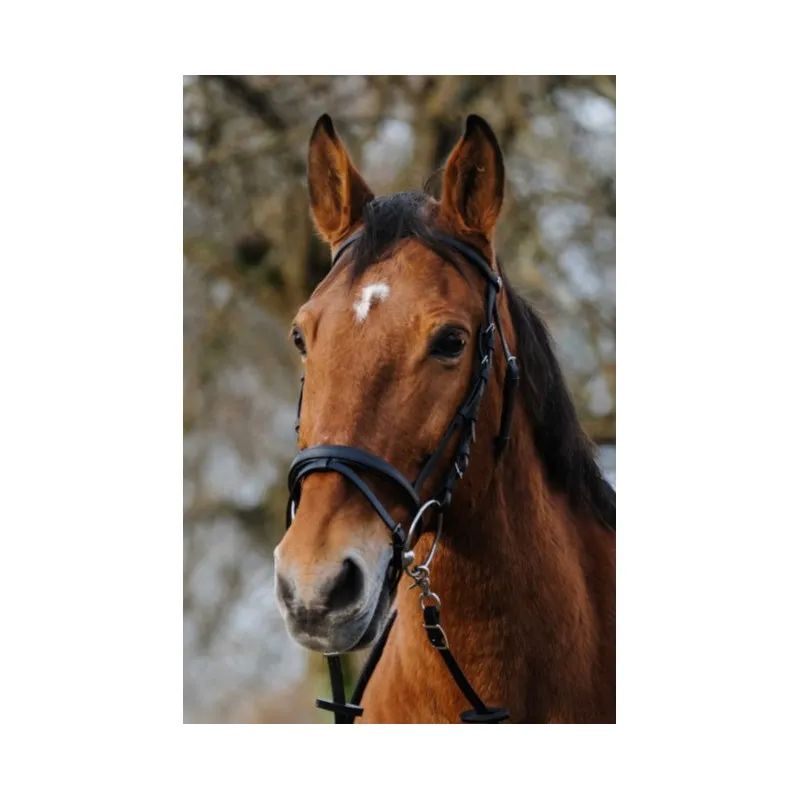 NORTON - Bridon Training - Shetland - Noir Rduction