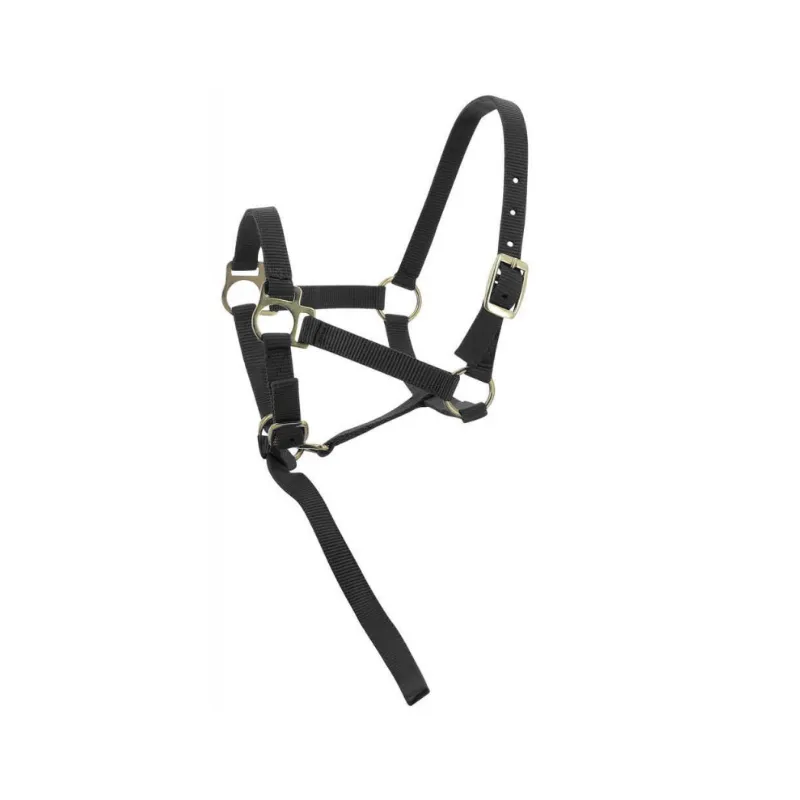 NORTON - Licol + Longe Foal - Poulain - Noir Nouvel Arrivage