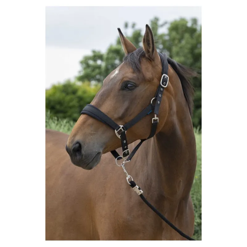 NORTON - Licol + Longe Large - Cob - Noir Commander Maintenant