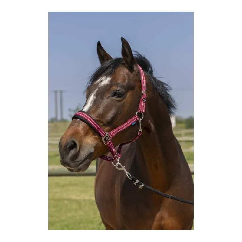Quantit Limite NORTON - Licol 4lines - Shetland - Bordeaux