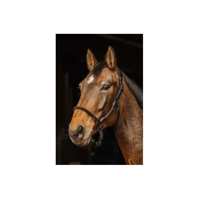 Remise NORTON - Licol cuir/corde - Cob - Noir
