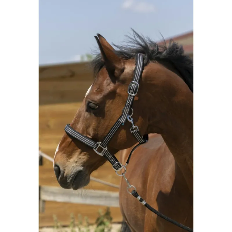 Satisfait Ou Rembours NORTON - Licol Zari - Shetland - Noir
